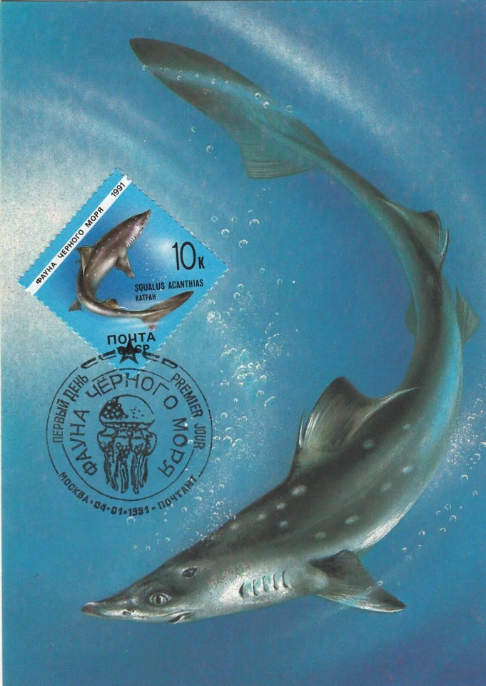 Shark Fish Squalus Acanthias Sea Life Russia FDC Maxi Card 1991 - Image 1 of 1