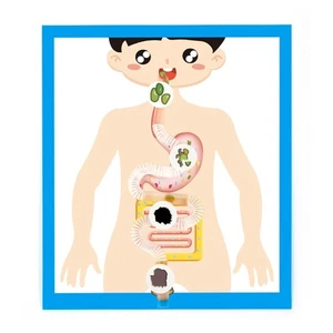 Interactive Digestive System Anatomy Model Digestive Organ Anatomy Poster Model - Picture 1 of 8
