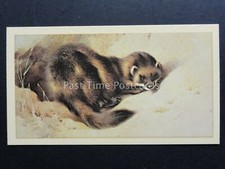 No.13 POLECAT British Mammals GRANDEE T30 Issued by Player 1983