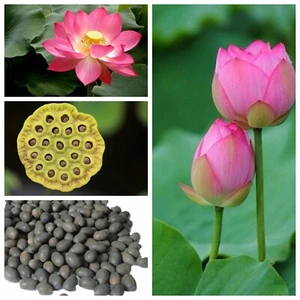 50+ NELUMBO NUCIFERA Seeds *Free Shipping!* Pink Lotus Seeds Sacred Indian Lotus - Picture 1 of 7