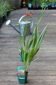 Montbretie 'Lucifer' Crocosmia x Crocosmiflora Staude im 1 Liter Topf - Bild 1 von 2