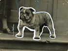 BULLDOG ENGLISH BRITISH DOG ANTIQUE PHOTOGRAPH Ch Jasperdin-of-Din Montgomery