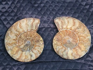 Large Ammonite Pair Multi Color Crystals XLarge 7" from Morocco, Africa - Picture 1 of 9