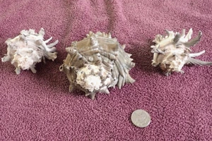 Lot Of 3 Chicoreus ramosus Brown/White Sea Shells Beautiful Ocean Décor 4" - Picture 1 of 13