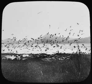 FOTO DIAPOSITIVA LINTERNA MÁGICA GAVIOTAS EN EL ALA SAWYERS BAY C1890 NUEVA ZELANDA - Imagen 1 de 3