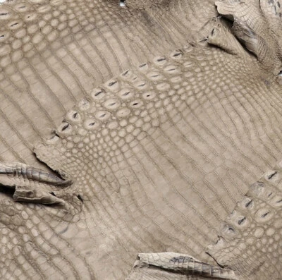 Crocodile Leather Light Mink Color WW - Image 1 of 4