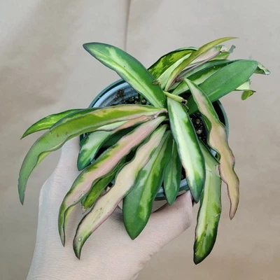Hoya Kentiana Wayetii Variegated - Live Plant in 4" Pot - Rare Variegated Hoya - Image 1 of 4