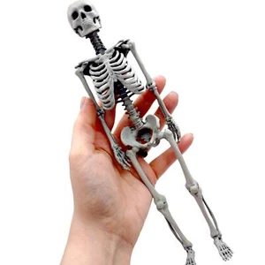 Human Skeleton Miniature - 1:6 Scale 12" Artisan Replica (1 skeleton) - Picture 1 of 8