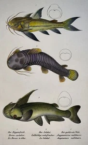 1833 H. Schinz (1777-1861) - CATFISH - Hand colour stone lithograph - Picture 1 of 3