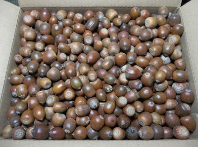 6 фунтов свежие желуди настоящий орех/семена Мичиганский дуб дерево ферма животное белка олень корм - Изображение 1 из 4