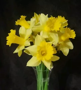 36 ( 3 Dozen) Daffodil Bulbs Yellow Flowers - Fresh -Dug Only When Ordered - Picture 1 of 9