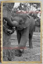 50s Vietnam SAIGON CIRCUS ELEPHANT PERFORMANCE TREE GARDEN  Vintage Photo #777