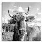 Curieux Vache Sur Large En Allgäu, Monochrome Photo Carré
