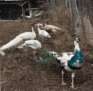 5 Peacock Peahen Peafowl hatching eggs Pre-sale - Picture 1 of 15