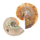 2 Pcs Ocean Decor Minerals Specimens Fossil Mark Props Decorations
