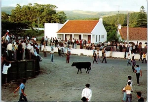 Terceira Island Roped Bullfighting at S. Carlos, Azores, Portugal Postcard - Picture 1 of 2