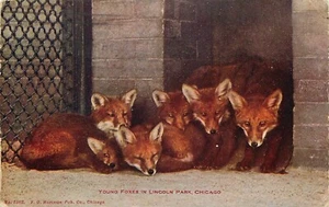Postal Foxes Lincoln Park Chicago 1910 Cancelar estación Kinzie - Imagen 1 de 2