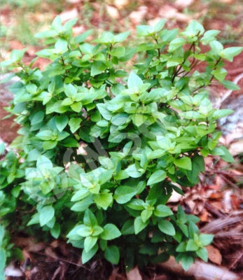 Dwarf Greek Basil, RARE, NON-GMO, Variety Sizes Sold, FREE SHIPPING - Image 1 of 2