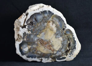 730g Petrified Fossil Wood/Tree SliceAraucaria sp. Triassic Ambllobe- Madagascar - Picture 1 of 10