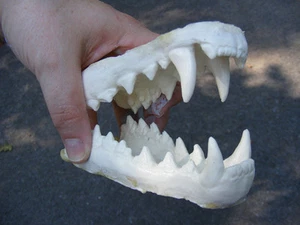 Thylacine Tasmanischer Tiger Wolf Replik Kiefer Zähne Guss Reproduktion Taxidermie - Bild 1 von 6