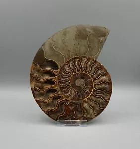 AMMONIT Fossilie Schnecke geschnitten und poliert f2 - Bild 1 von 4