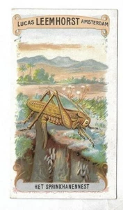Het sprinkhanennest - Chromo Lucas Leemhorst  Trade card - Imagen 1 de 2