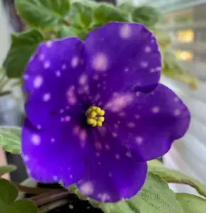 African Violet AG-Trish, starter plant. - Picture 1 of 4