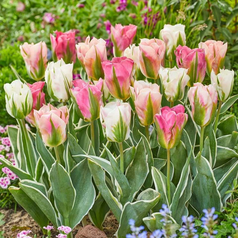 Easy to Grow Tulip China Town Mix 30 Plant Bulbs, Spring Blooms Zones 3-8 - Image 1 of 1
