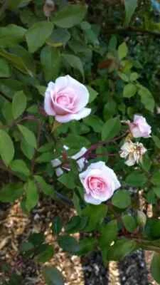 Bloomfield Abundance rose plant Bare root - Image 1 of 4