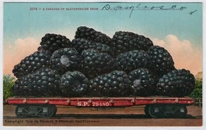 2194 - Eine Wagenladung Brombeeren auf S.P. Triebwagen, gedruckte Postkarte, unbespielt - Bild 1 von 2