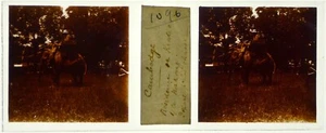 Cambodge.Départ en éléphant pour la chasse.Kratié.Stereo sur verre 45x107mm.1902 - Picture 1 of 1