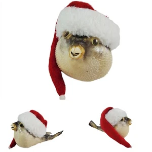 Puffer Fish Taxidermy Dried Pufferfish Blowfish Oddity Specimen Santa Hat 4" - Picture 1 of 6