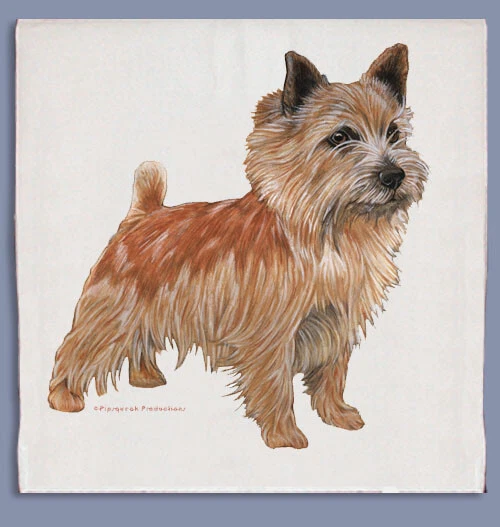 Toalla de plato Norwich Terrier Foto 1 de 1