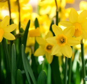 Daffodil Bulbs Narcissus 30 "Tete A Tete" Dwarf Rockery Spring Flowering Plants - Picture 1 of 12