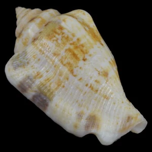 Strombus (Kanarium) MUTABILE (Olango Isl., Philippinen) 31,4mm #47290 - Bild 1 von 4