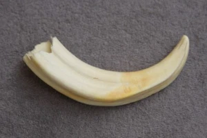 UN COLMILLO DE JABALÍ COMÚN REAL Phacochoerus africanus (diente, talla, pipa) - Imagen 1 de 12