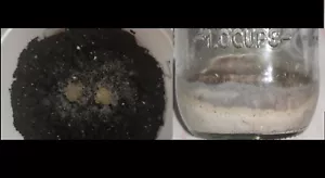 Lote de alimento vivo acuario (Cepa grindal + microgusano de la avena) - Imagen 1 de 10