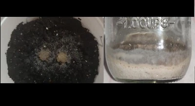 Lote de alimento vivo acuario (Cepa grindal + microgusano de la avena) - Imagen 1 de 4