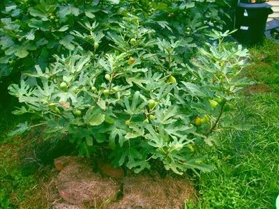 Fig tree cuttings,Dalmatie, delicious  fruits,rain and cold resistant 6 pieces ! - Image 1 of 4