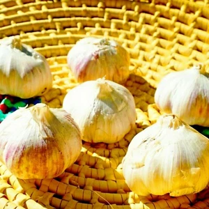 Peruvian Purple Stripe GARLIC  3 Bulbs-10lbs Fresh Organic Heirloom Plant or Eat - Picture 1 of 5