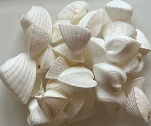 20x White heart cockle shells - Picture 1 of 1