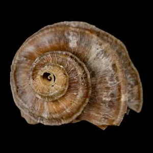 1.6" Ecphora Gardnerae Gastropod Fossil Shell Lee Creek Miocene Epoch - Picture 1 of 8