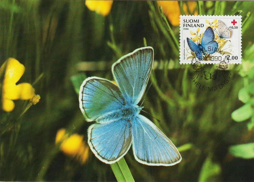 Amanda's Blue Butterfly Agrodiaetus Amandus Finland Red Cross Maxi FDC Card 1990 - Image 1 of 1