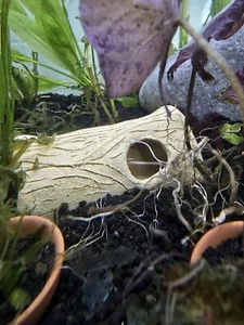 SHELTER OR BREEDING CAVE for shrimp, crayfish,pleco catfish SUPER PRICE !!!!! - Picture 1 of 8