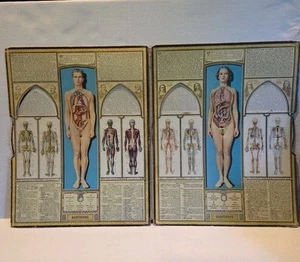 Bodyscope by Ralph H. Segal Vintage Human Anatomy Spinning Medical Chart 1948 - Picture 1 of 7