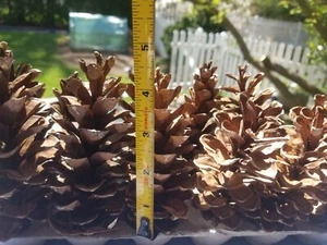 50 Decorative Eastern White Pine Cones - Picture 1 of 5