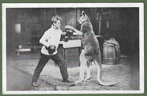 Bostock's Boxing Kangaroo, Dempsey. Fine Circus Postcard c1920s. - Picture 1 of 2