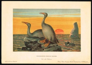 Hesperornis - ausgestorbener prähistorischer Vogel 1900 antiker Druck von F. John - Bild 1 von 3
