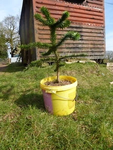 Monkey Puzzle tree Araucaria pot grown,  12 yrs. Collection/local delivery only - Picture 1 of 2