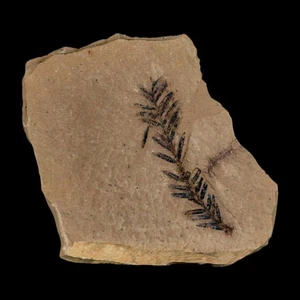 1.4" Detailed Fossil Plant Leafs Metasequoia Dawn Redwood Oligocene Age MT COA - Picture 1 of 7